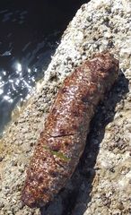 Holothuria arguinensis