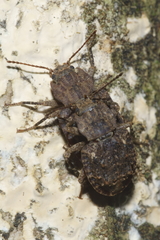Syrphetodes marginatus