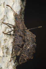 Syrphetodes marginatus