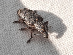 Ithycerus noveboracensis