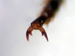 Afranthidium schulthessii