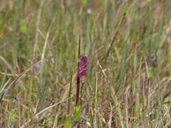 Schinia pulchripennis