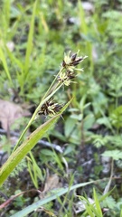 Luzula comosa comosa