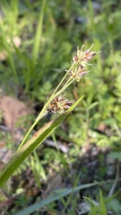 Luzula comosa comosa