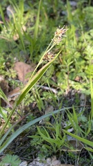 Luzula comosa comosa