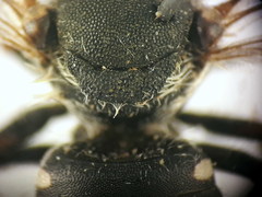 Afranthidium schulthessii