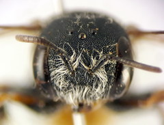 Afranthidium schulthessii
