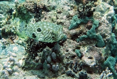 Chilomycterus mauretanicus