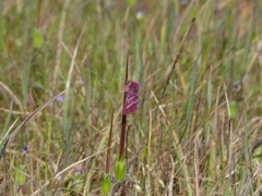 Schinia pulchripennis