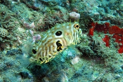 Chilomycterus mauretanicus