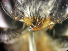 Afranthidium schulthessii