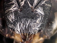 Afranthidium schulthessii