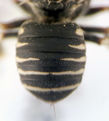 Afranthidium schulthessii