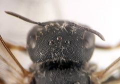 Afranthidium schulthessii