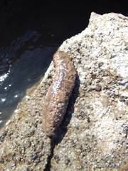 Holothuria arguinensis