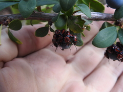 Phorbanta variabilis
