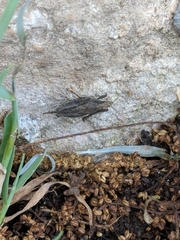 Tettigidea