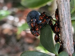 Phorbanta variabilis