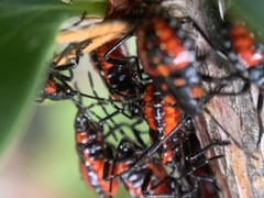 Phorbanta variabilis
