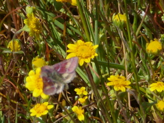 Schinia pulchripennis