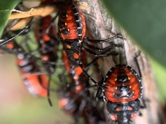Phorbanta variabilis