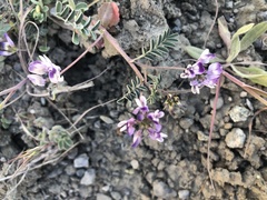 Astragalus rattanii jepsonianus