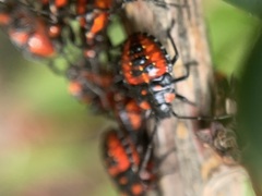 Phorbanta variabilis
