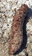 Holothuria arguinensis