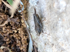 Tettigidea