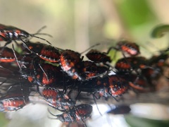 Phorbanta variabilis