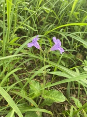 Ruellia ciliosa