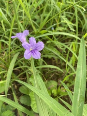 Ruellia ciliosa