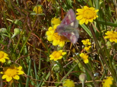 Schinia pulchripennis