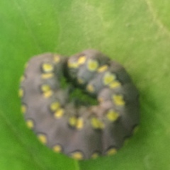 Lepidoptera