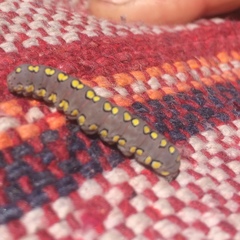 Lepidoptera