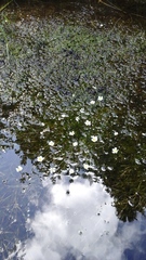 Ranunculus longirostris