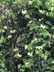 Bignonia potosina