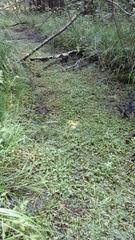 Ranunculus longirostris