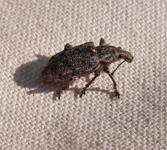 Ithycerus noveboracensis
