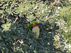 Trichoglossus moluccanus moluccanus