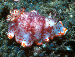 Felimida baumanni