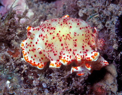 Felimida baumanni