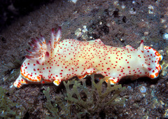 Felimida baumanni