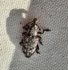 Ithycerus noveboracensis
