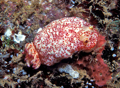 Felimida baumanni