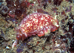 Felimida baumanni