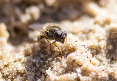 Cheilosia prima