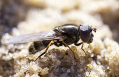 Cheilosia prima