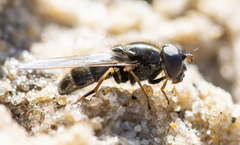 Cheilosia prima