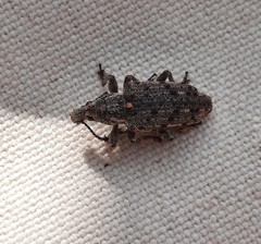 Ithycerus noveboracensis